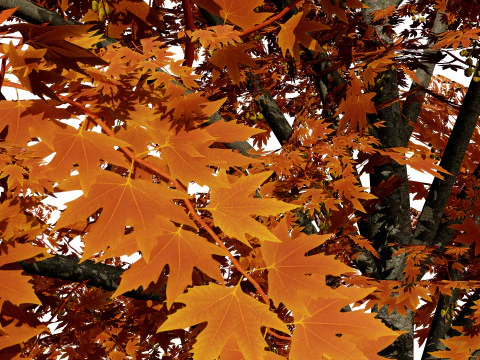 Britischer Bergahornbaum 3D Modell