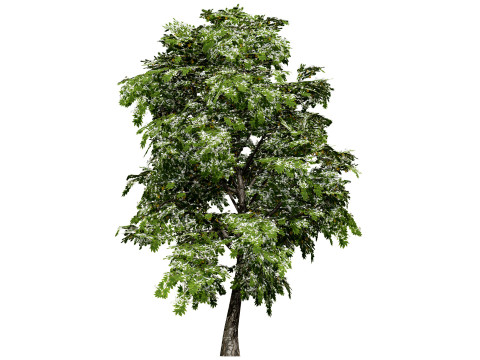 British Sycamore Tree Model 3D