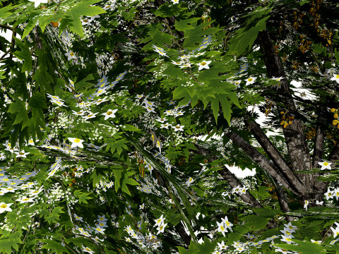 British Sycamore Tree Model 3D