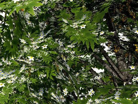 Britischer Bergahornbaum 3D Modell