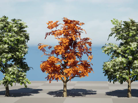 Britischer Bergahornbaum 3D Modell