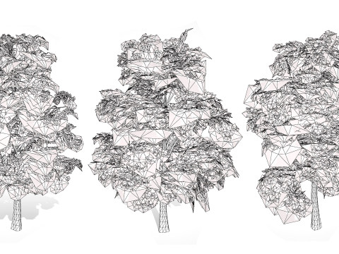 British Sycamore Tree Model 3D