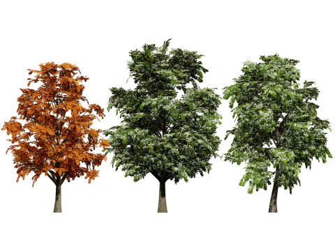 Britischer Bergahornbaum 3D Modell