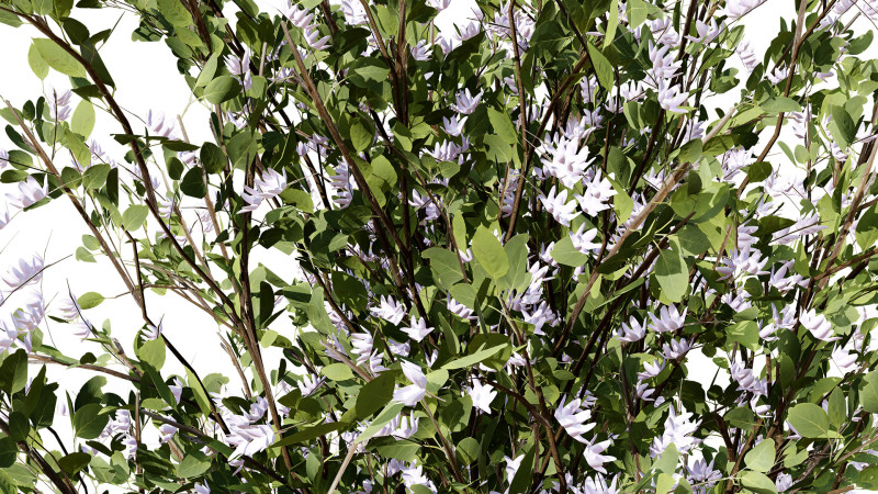 British Plymouth Pear Tree Collection Model 3D .c4d .max .obj .3ds .fbx .stl .blend 