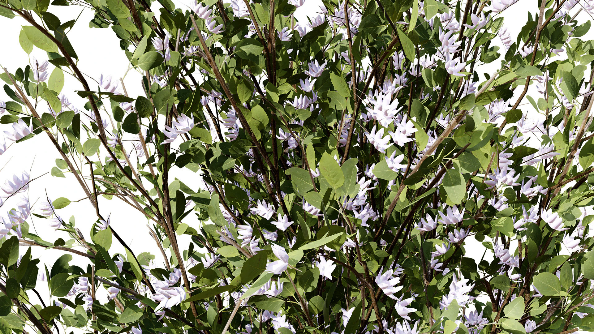 Collezione di peri britannici di Plymouth Modello 3D .c4d .max .obj .3ds .fbx .stl .blend