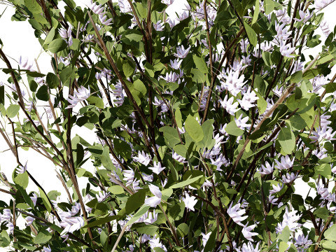 British Plymouth Pear Tree Collection Modèle 3D