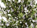 British Plymouth Pear Tree Collection 3D Model