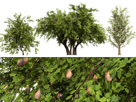 British Plymouth Pear Tree Collection Model 3D