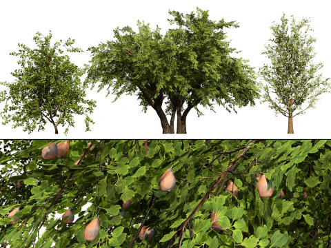 Collezione di peri britannici di Plymouth Modello 3D