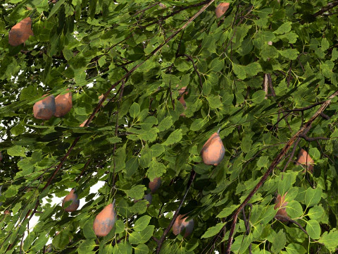 Collezione di peri britannici di Plymouth Modello 3D