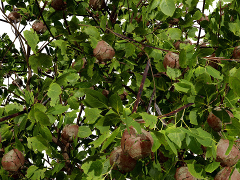 British Plymouth Pear Tree Collection Model 3D