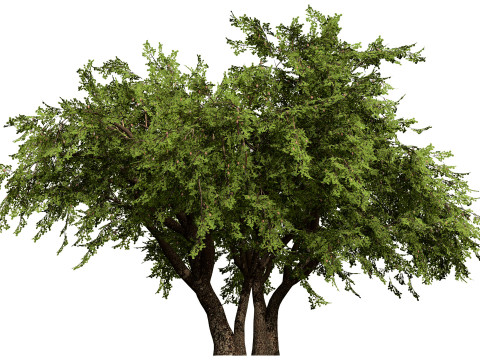 British Plymouth Pear Tree Collection Model 3D