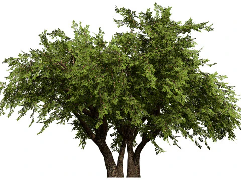 Collezione di peri britannici di Plymouth Modello 3D