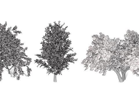 British Plymouth Pear Tree Collection Model 3D