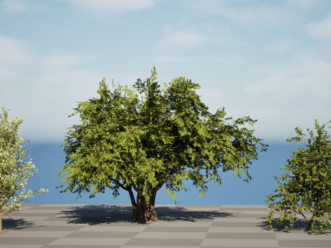 British Plymouth Pear Tree Collection Model 3D