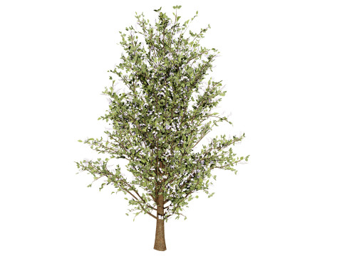 British Plymouth Pear Tree Collection Model 3D