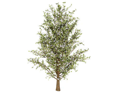 Collezione di peri britannici di Plymouth Modello 3D