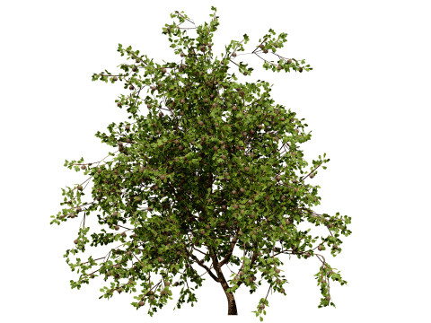 British Plymouth Pear Tree Collection Model 3D