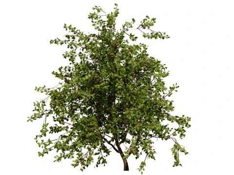 Collezione di peri britannici di Plymouth Modello 3D