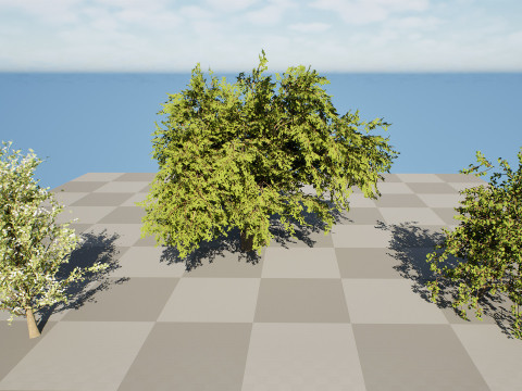 British Plymouth Pear Tree Collection Model 3D