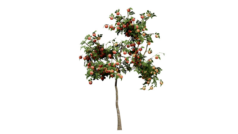 British Standard Apple Malus Bramleys Seedling Tree 3D मॉडल .c4d .max .obj .3ds .fbx .stl .blend 