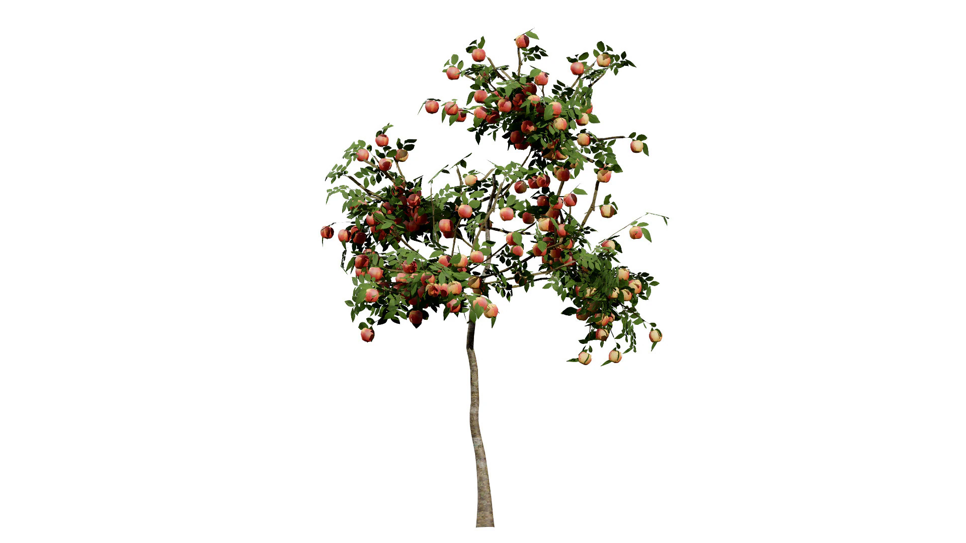 Albero della piantina di British Standard Apple Malus Bramleys Modello 3D .c4d .max .obj .3ds .fbx .stl .blend 