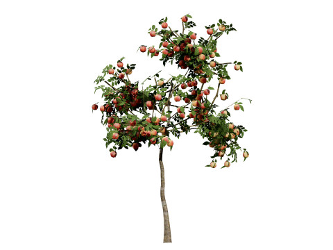 British Standard Apple Malus Bramleys Seedling Tree 3D 模型