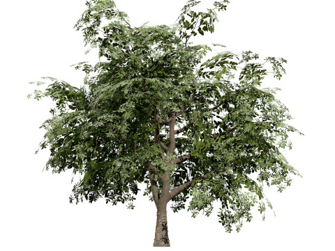 British Standard Apple Malus Bramleys Seedling Tree 3D मॉडल