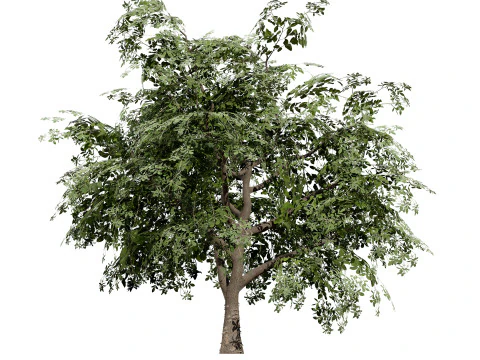 Albero della piantina di British Standard Apple Malus Bramleys Modello 3D