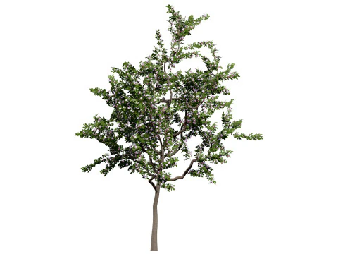 Albero della piantina di British Standard Apple Malus Bramleys Modello 3D