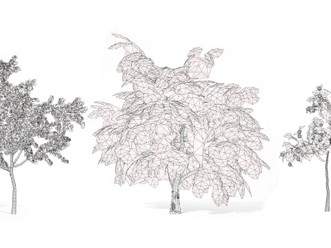 Albero della piantina di British Standard Apple Malus Bramleys Modello 3D