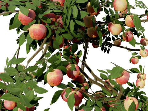 Albero della piantina di British Standard Apple Malus Bramleys Modello 3D