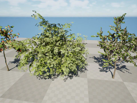 Albero della piantina di British Standard Apple Malus Bramleys Modello 3D