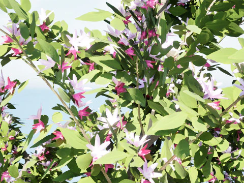 Albero della piantina di British Standard Apple Malus Bramleys Modello 3D