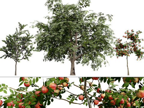 British Standard Apple Malus Bramleys Seedling Tree 3D मॉडल