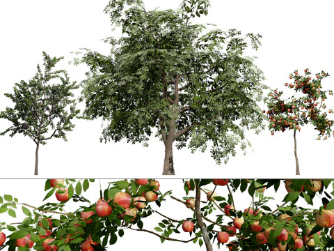 Albero della piantina di British Standard Apple Malus Bramleys Modello 3D
