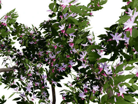 Albero della piantina di British Standard Apple Malus Bramleys Modello 3D