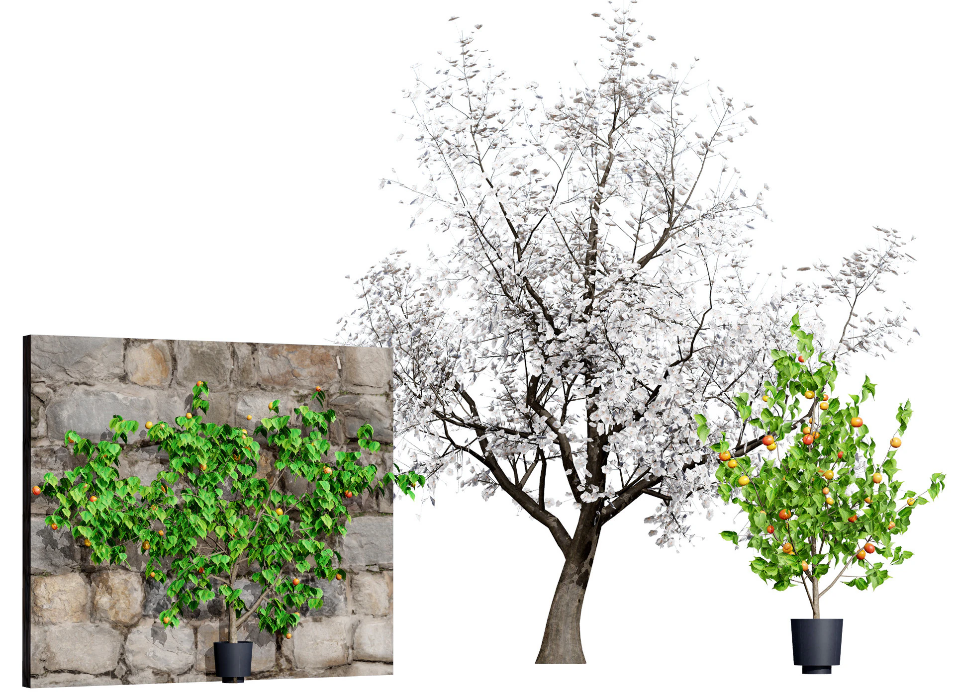 Albero di sapore di albicocca britannica Modello 3D .c4d .max .obj .3ds .fbx .stl .blend