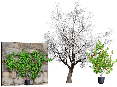 British Apricot Flavorcot Tree Modèle 3D