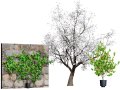 British Apricot Flavorcot Tree 3D Model