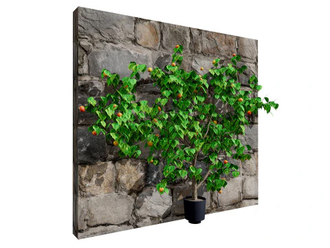 Albero di sapore di albicocca britannica Modello 3D