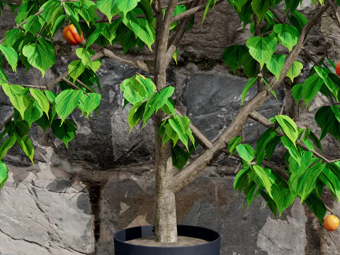 Albero di sapore di albicocca britannica Modello 3D