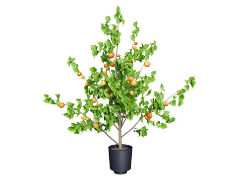 Albero di sapore di albicocca britannica Modello 3D