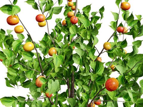 Albero di sapore di albicocca britannica Modello 3D