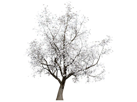 Albero di sapore di albicocca britannica Modello 3D