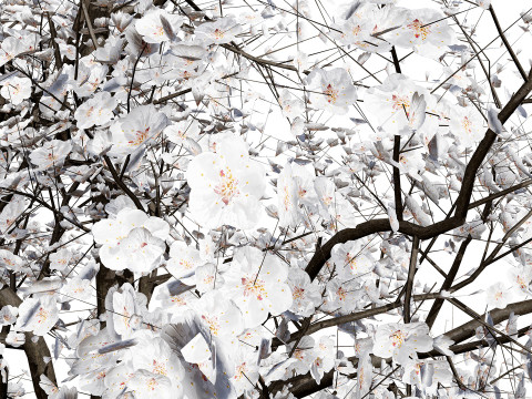 British Apricot Flavorcot Tree 3D Modell