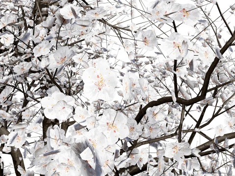 Albero di sapore di albicocca britannica Modello 3D