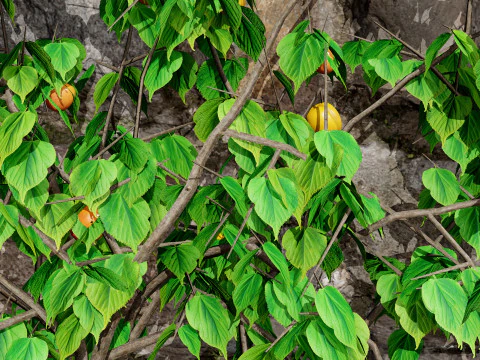 Albero di sapore di albicocca britannica Modello 3D