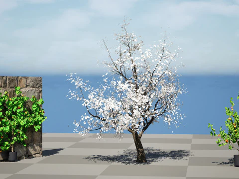 Albero di sapore di albicocca britannica Modello 3D