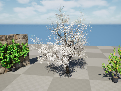 British Apricot Flavorcot Tree 3D Modell